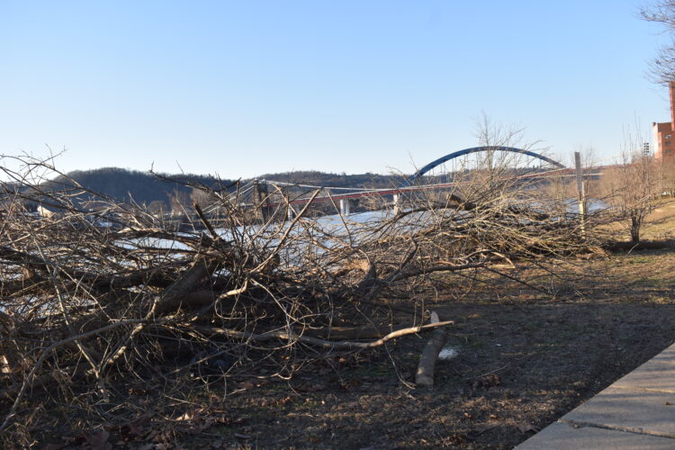 Tree, Vegetation Clearing Begins at Heritage Port